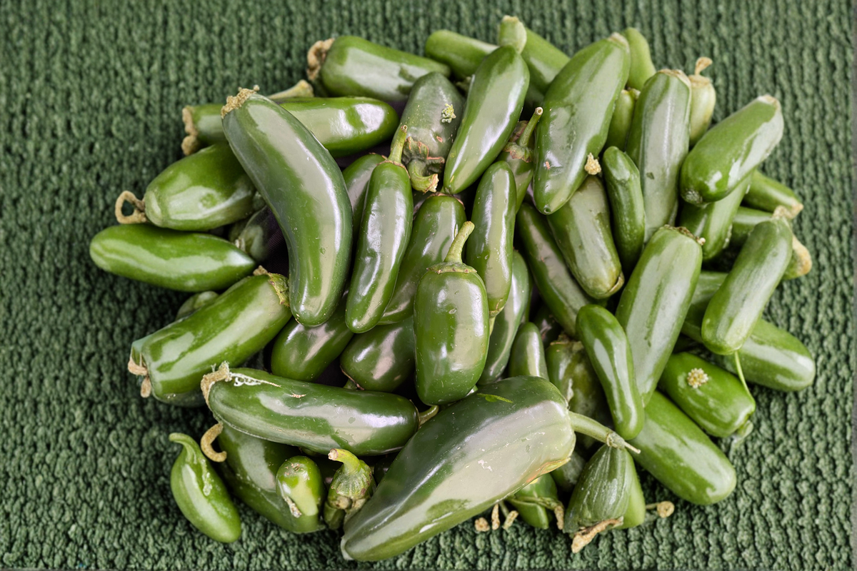 Jalapeño Hybrid Starter Plants | 3 Live Jalapeño Pepper Plants Capsicum annuum