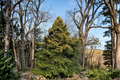 Sunny Foster Holly Live Plant 1 Gal Pot | Ilex × attenuata ‘Sunny Foster’ Evergreen