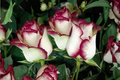 English Monroe Pink Rose Seeds - 30 Seed Pack, Fragrant Ornamental Roses