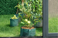 Dwarf Guava Tree Seeds - Psidium guajava, 10 Seeds for Container or Outdoor Growing