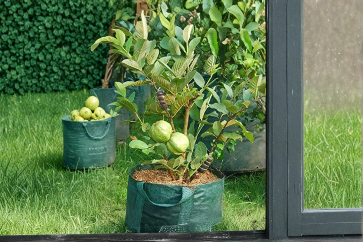 Dwarf Guava Tree Seeds - Psidium guajava, 10 Seeds for Container or Outdoor Growing