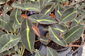 Begonia Listada Velvet Stripe Live Plant - 4-Inch Pot