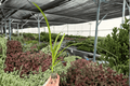 Agapanthus Storm Cloud Starter Plants (2) – Lily of the Nile bare root