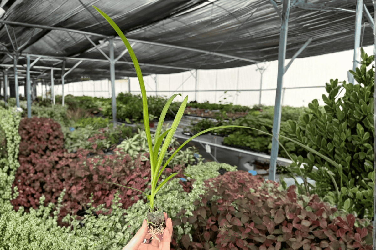 Agapanthus Storm Cloud Starter Plants (2) – Lily of the Nile bare root