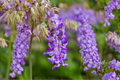 Amethyst Falls Wisteria - Wisteria frutescens Live Plant, 1/2 Gallon Pot