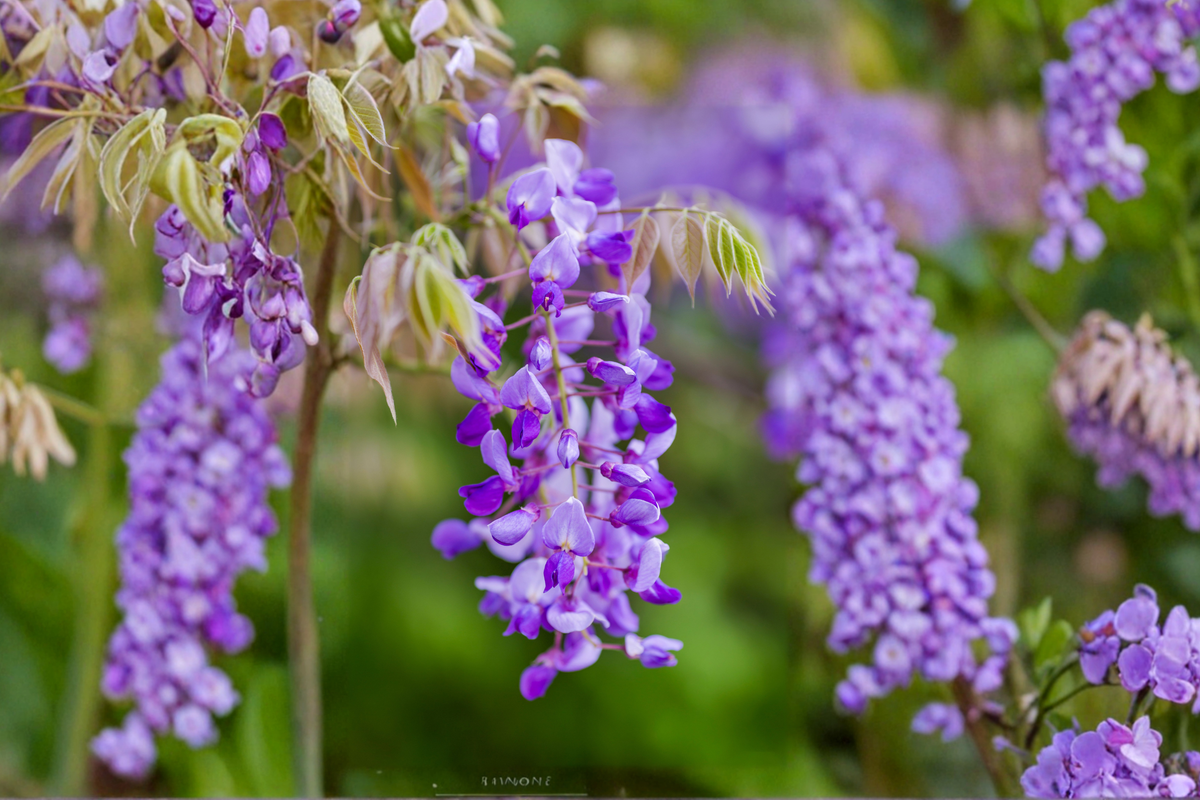 Amethyst Falls Wisteria - Wisteria frutescens Live Plant, 1/2 Gallon Pot