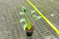 Alocasia Tiny Dancer - Rooted Live Plant, 4-Inch Pot