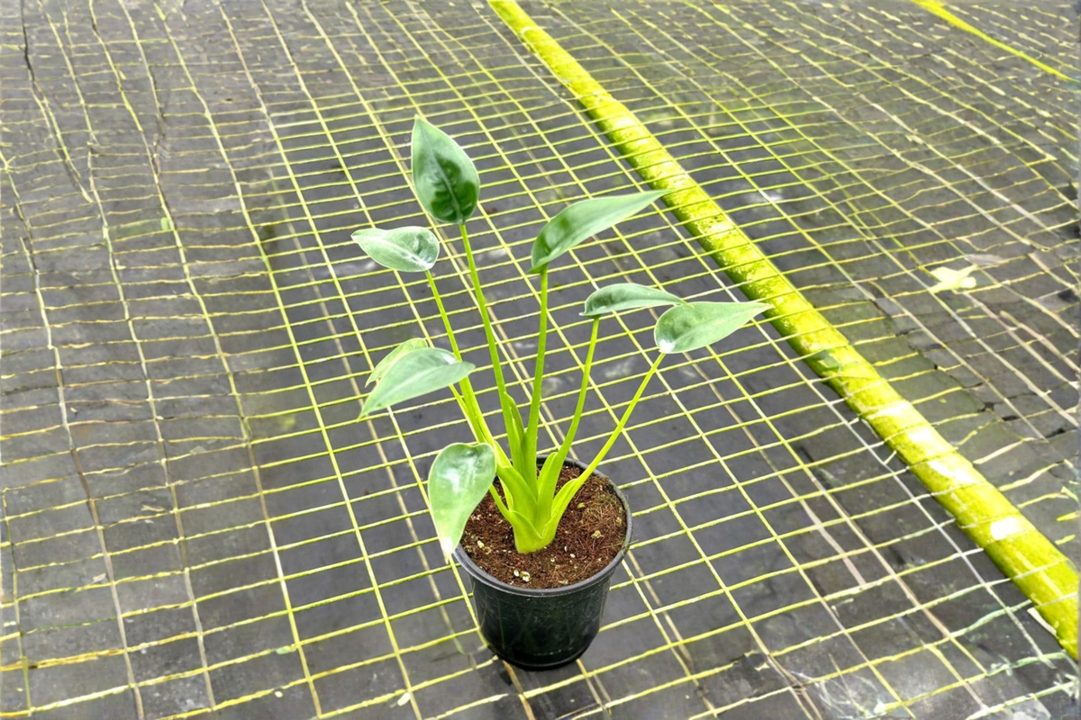 Alocasia Tiny Dancer - Rooted Live Plant, 4-Inch Pot