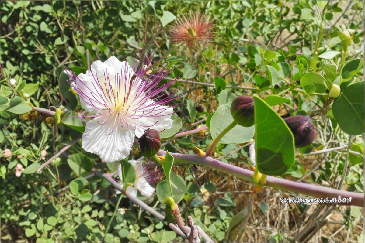 Spineless Caper Plant Live 1 Gallon Pot - Capparis spinosa