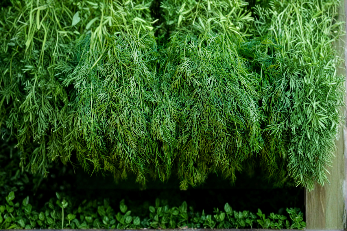 Banquet Dill Live Starter Plants - 2 Pack, Anethum graveolens