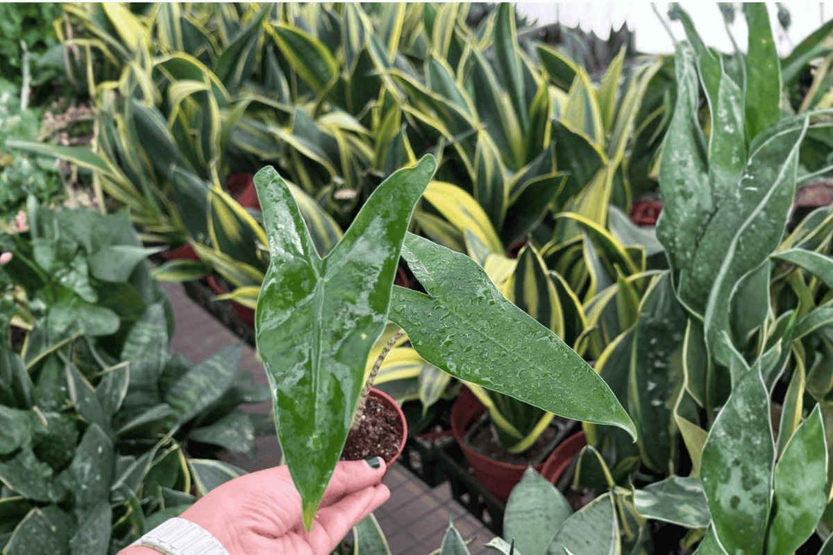 Alocasia Tigrina Superba Starter Plants – 2 Live Plants, 2-Inch Pots