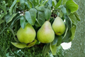 Semi-Dwarf Pear Tree Seeds - 5 Seeds for Indoor or Outdoor Planting
