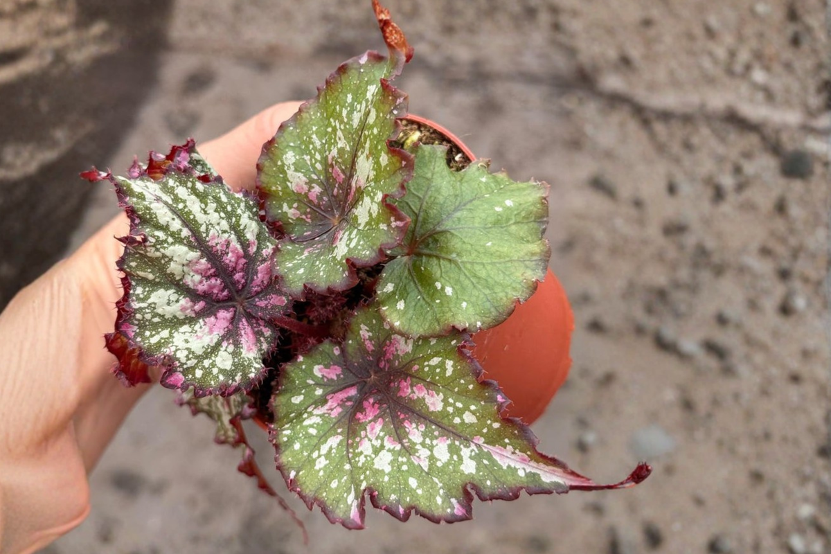 Begonia Winter Ember Rex Begonia Live Plant – 4-Inch Pot (Rooted Cutting)