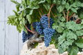 Dwarf Black Grape Seeds - 30 Seeds, Climbing Fruiting Vine for Containers & Outdoor Gardens