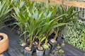Malayan Dwarf Coconut Tree Live Plant 3ft Tall – Tropical Palm, No CA Ship