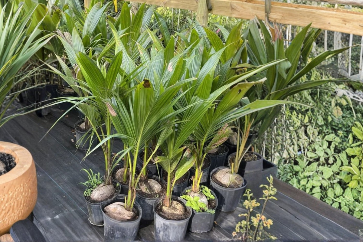 Malayan Dwarf Coconut Tree Live Plant 3ft Tall – Tropical Palm, No CA Ship