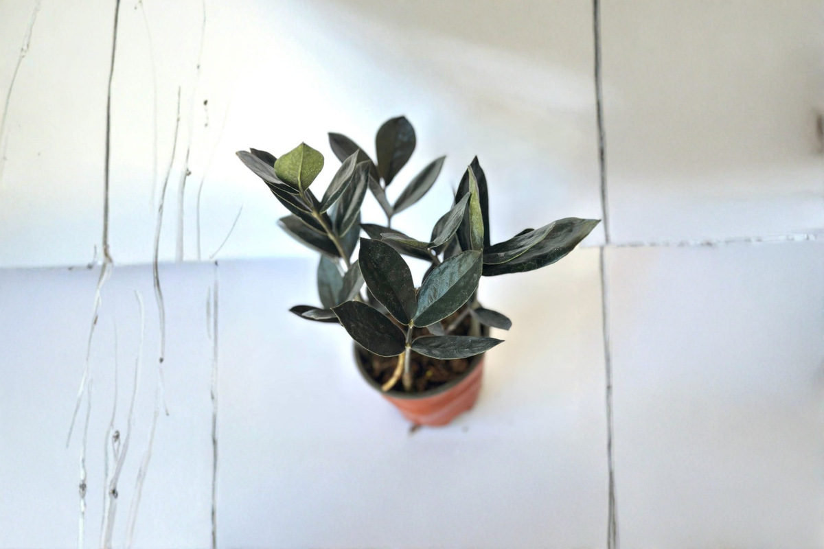 Black ZZ Plant Raven ZZ - Fully Rooted Zamioculcas zamiifolia ‘Raven’ | Low Light Indoor Houseplant