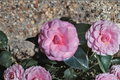 Japanese Camellia Pink Parade - 3 Gallon Evergreen flowering shrub