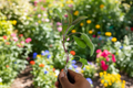 Purple Sage Salvia officinalis Live Plant - 5 to 7 Inches, Rooted Starter Herb