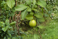 Giant Guava Seeds - 3 Seeds Psidium guajava for Container or Outdoor Growing