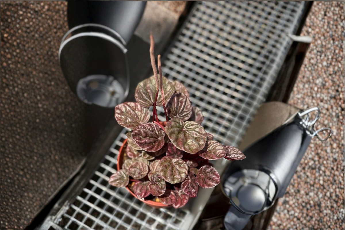 Peperomia Schumi Red Live Plant - Red Ripple Peperomia Starter Plant or Rooted Cutting