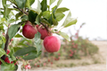 Dwarf Gala Apple Tree Seeds – 5 Seeds for Compact, Sun-Loving Fruit Tree (Malus domestica)