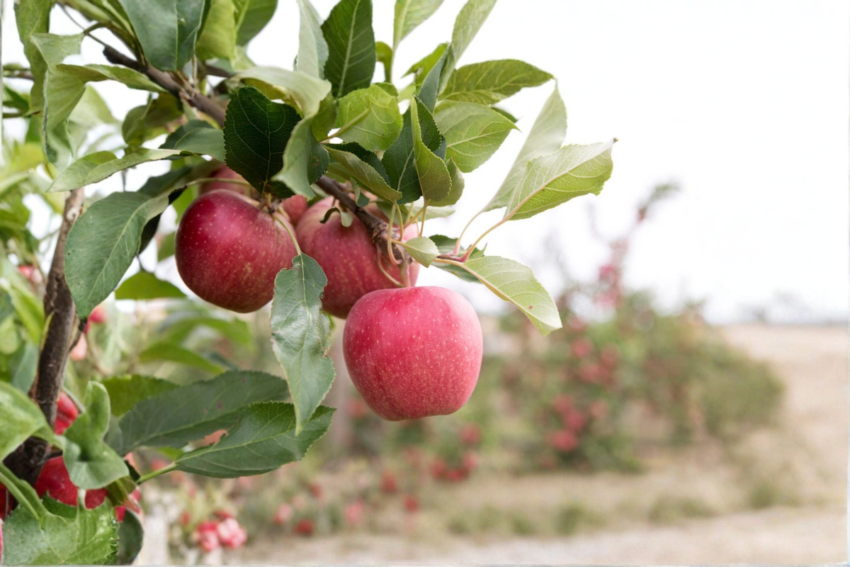 Dwarf Gala Apple Tree Seeds – 5 Seeds for Compact, Sun-Loving Fruit Tree (Malus domestica)