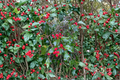 Miss Helen American Holly (Ilex opaca) - 12 Inch Live Plant in 1-Gallon Pot