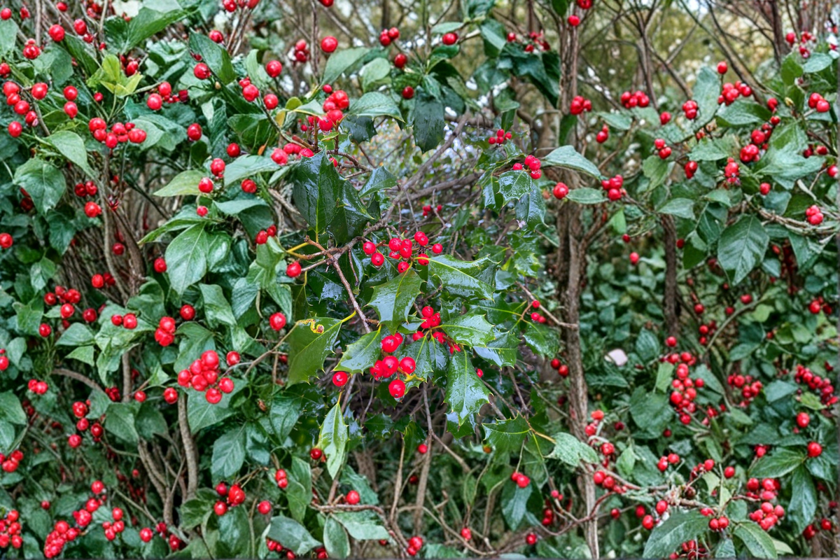 Miss Helen American Holly (Ilex opaca) - 12 Inch Live Plant in 1-Gallon Pot