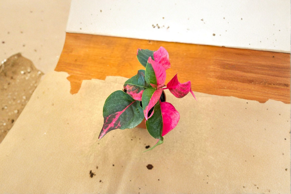 Alternanthera Party Time Live Plant Pink Foliage – Starter Plant