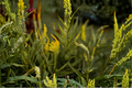 Veronicastrum virginicum Culver's Root Starter Plants (Set of 3) - 1 Quart Pots