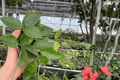 Hoya Black Margin Live Plants (2) in 4-Inch Pots | Hoya 'Black Margin'