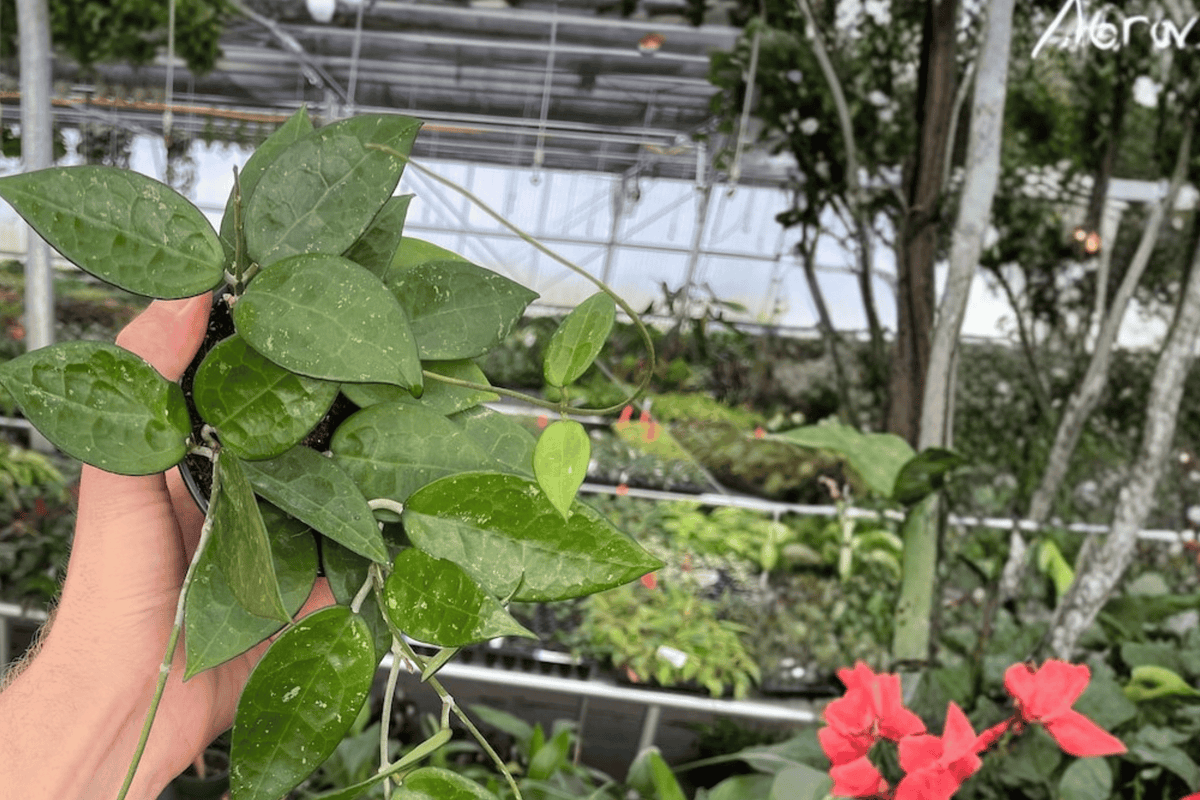 Hoya Black Margin Live Plants (2) in 4-Inch Pots | Hoya 'Black Margin'