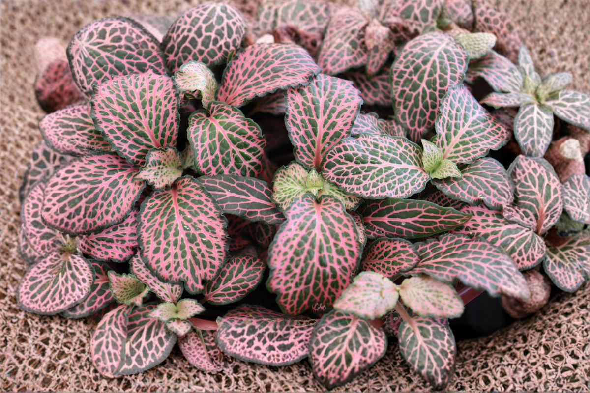 Pink Nerve Plant (Fittonia albivenis) Live Rooted Cuttings - Pink Veins, Indoor Terrarium Friendly