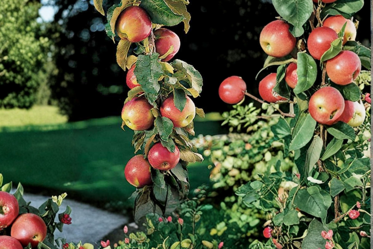 Scarlet Sentinel Columnar Apple Tree - Grafted, Dwarf, Potted