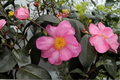 Camellia × Winter’s Star - Cold Hardy Pink Fall Blooming Evergreen Shrub, 1 Gallon Pot