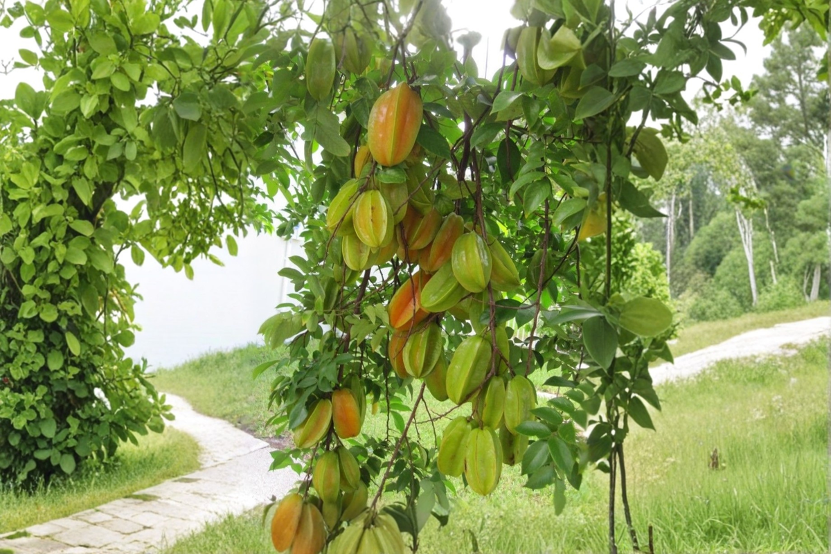 Starfruit Tree Carambola - Grafted Live Plant, 3-4 ft, Full Sun, No CA Ship