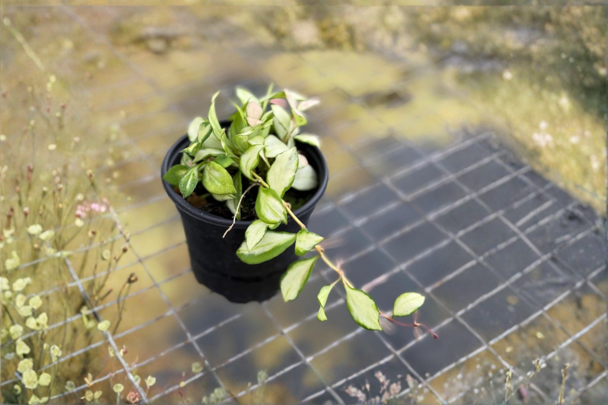 Hoya Heuschkeliana Variegata Live Plant - 4 Inch Pot Rooted Starter