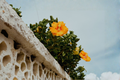 Yellow Sunny Wind Hibiscus (Hibiscus rosa-sinensis) Live Plant — 1 to 1.5 ft, Mature Rooted Plant, Shipped Without Pot
