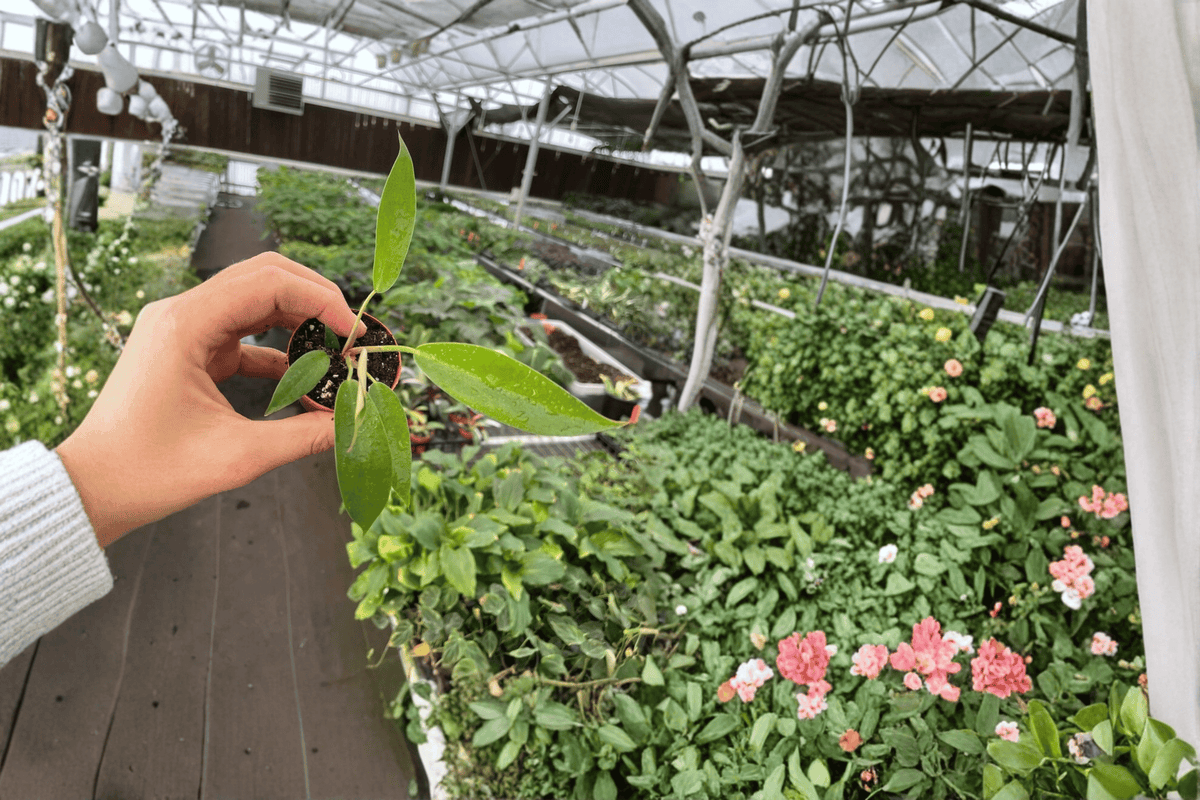 Philodendron Florida Bronze - 2 Live Starter Plants in 2" Pots (2-Pack)