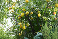 Dwarf Quince Seeds - Pack of 10 | Compact Fruit Tree Seed for Indoor/Outdoor Growing