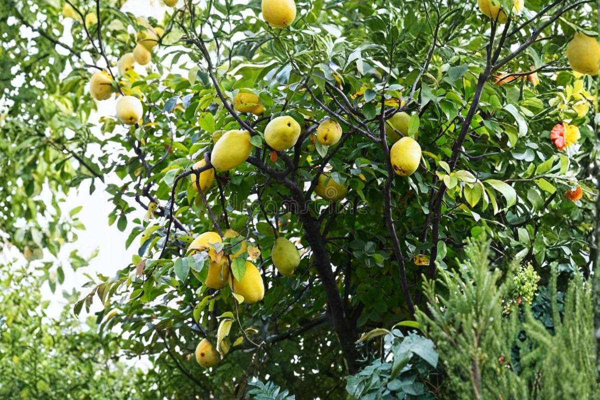 Dwarf Quince Seeds - Pack of 10 | Compact Fruit Tree Seed for Indoor/Outdoor Growing