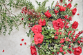 Climbing High Society Rose Plant - 3 Gal Deep Pink Climbing Rose Bush