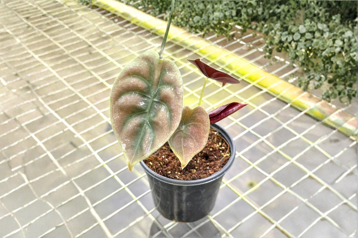 Alocasia Red Secret (Alocasia cuprea ‘Red Secret’) Rooted Starter Plant - Rare Metallic Foliage