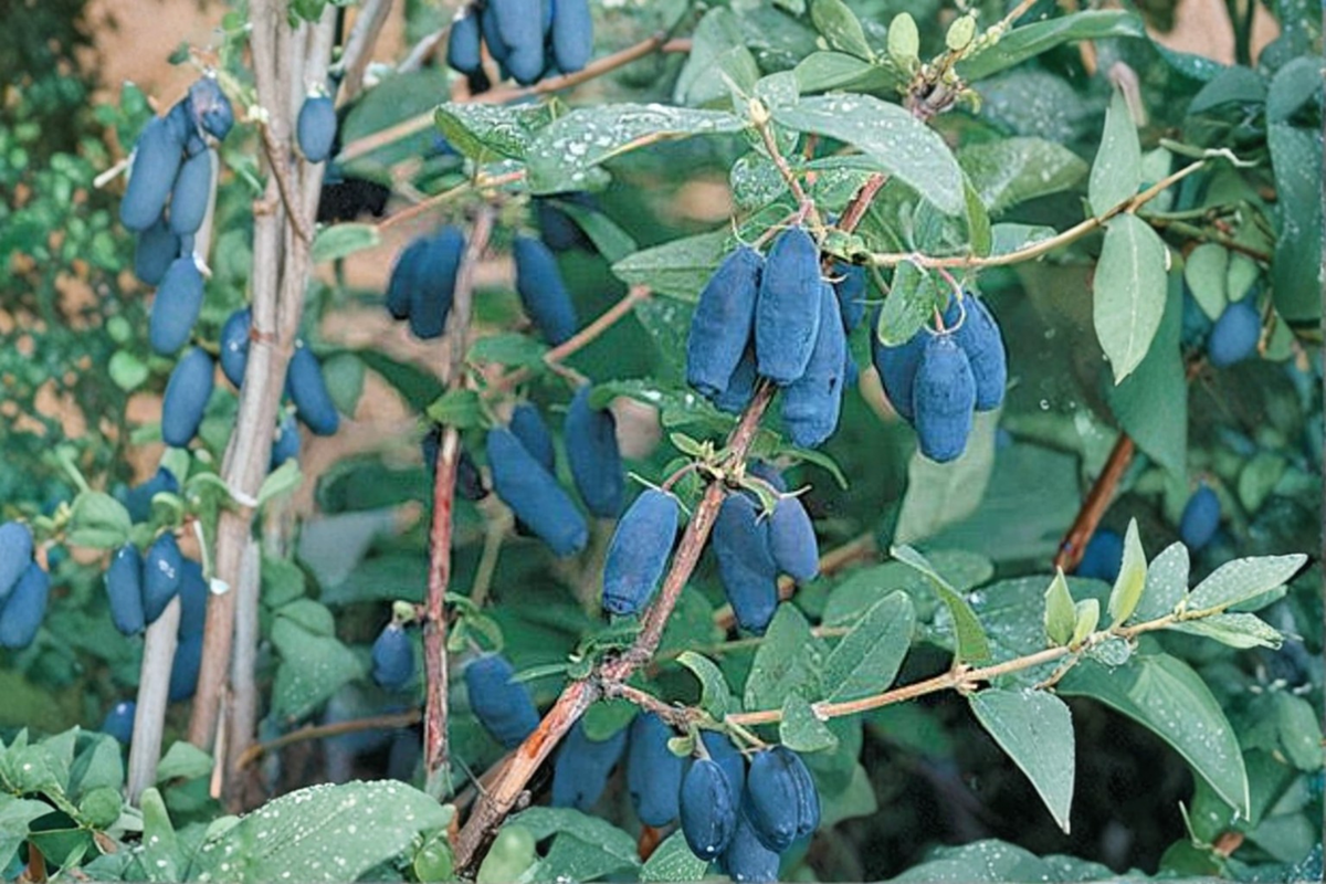 Blue Moon Honeyberry (Lonicera caerulea) - 1 Gallon Pot, Fruit Bearing