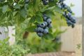 Blueberry Plants Set of 4 - Live Starter Plants for Containers, Raised Beds, or Garden