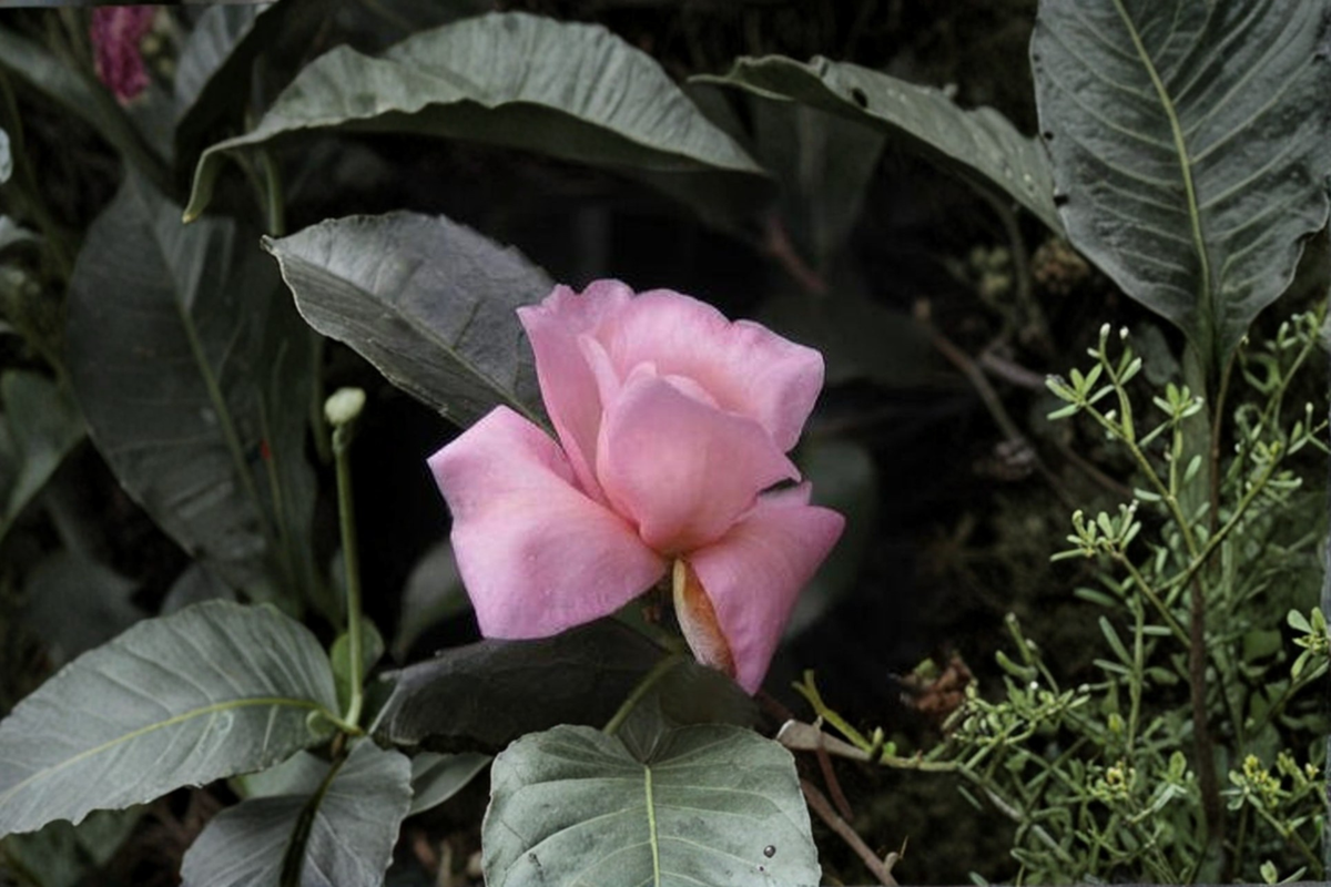Camellia Ashton’s Pride (Ashton’s Pride) - Cold Hardy Hybrid Evergreen Pink Flowering Shrub, 3 Gallon