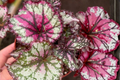 Begonia Prismatic Blush Rex Begonia Live Plant in 4-Inch Pot
