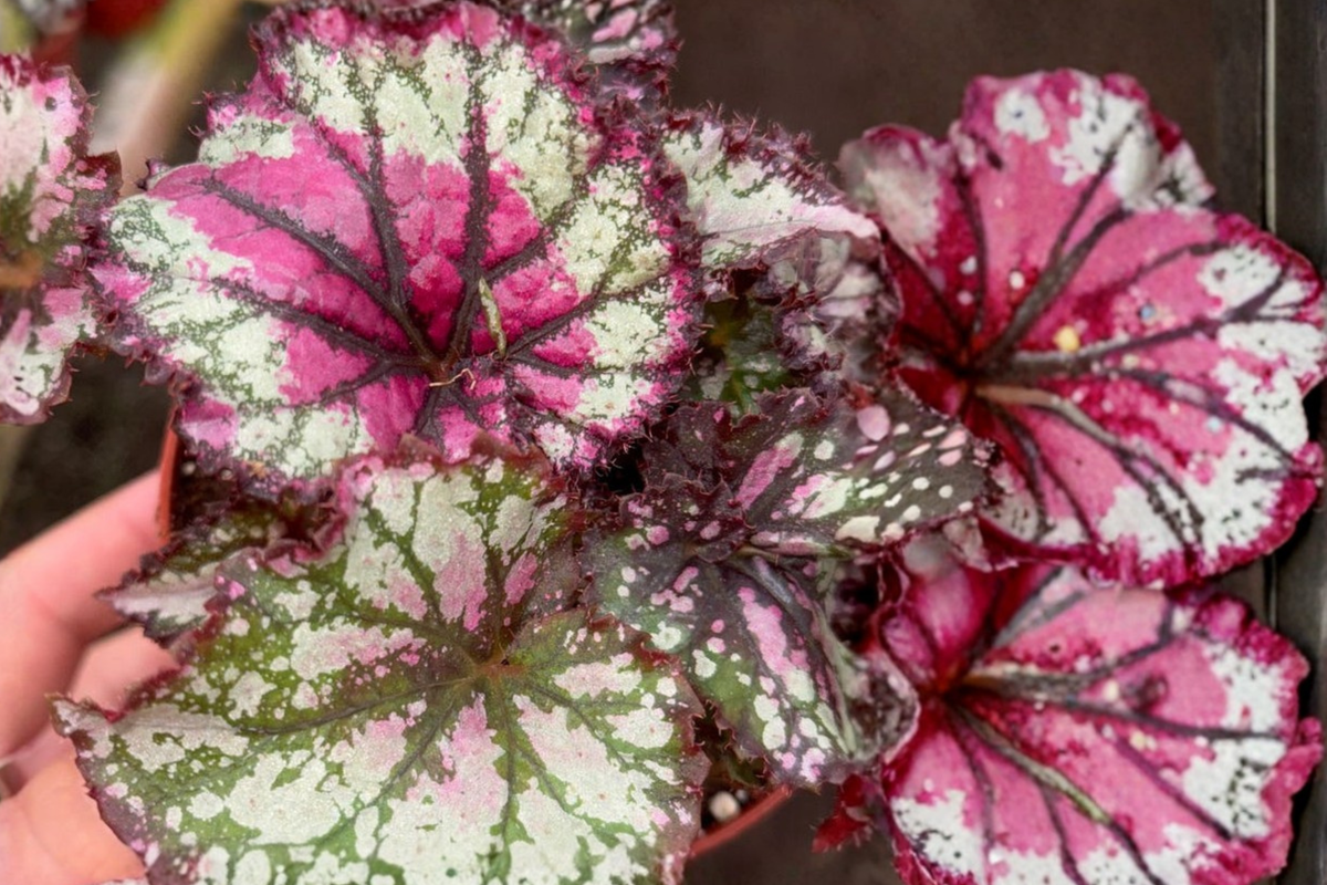 Begonia Prismatic Blush Rex Begonia Live Plant in 4-Inch Pot