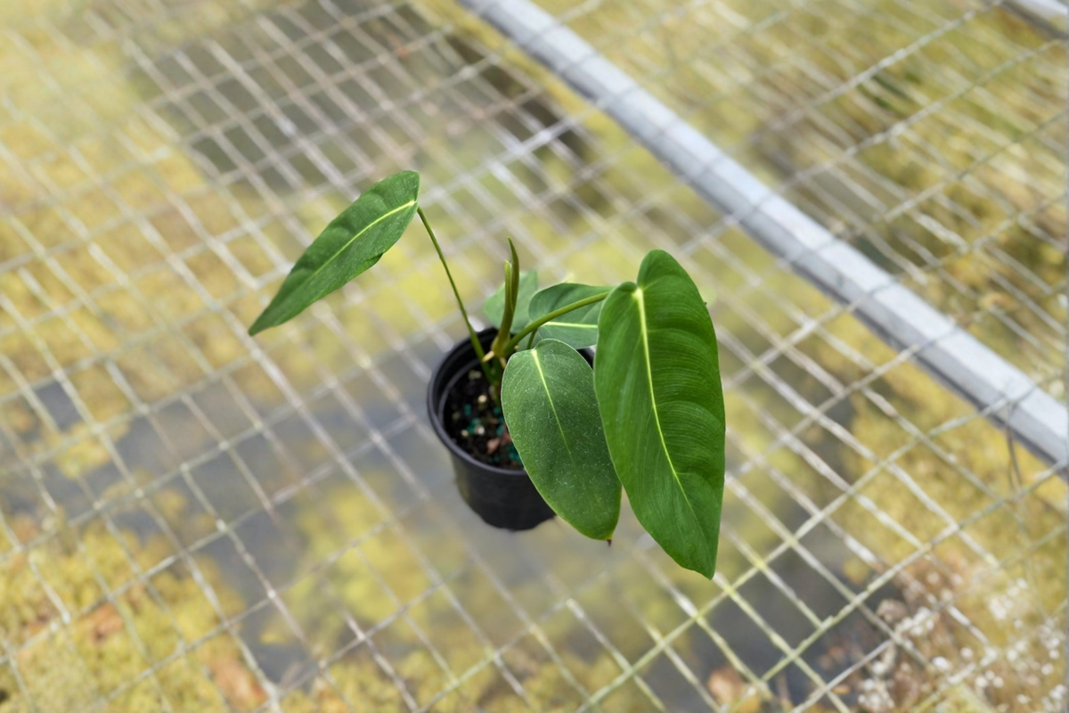 Philodendron Esmeraldense Narrow - Fully Rooted 4-Inch Starter Plant